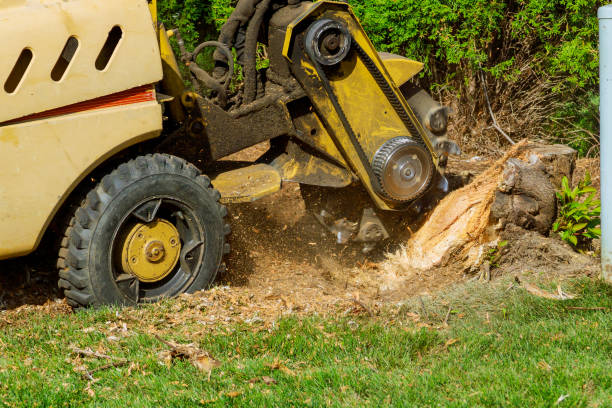 Best Tree Care Services  in Buckhall, VA